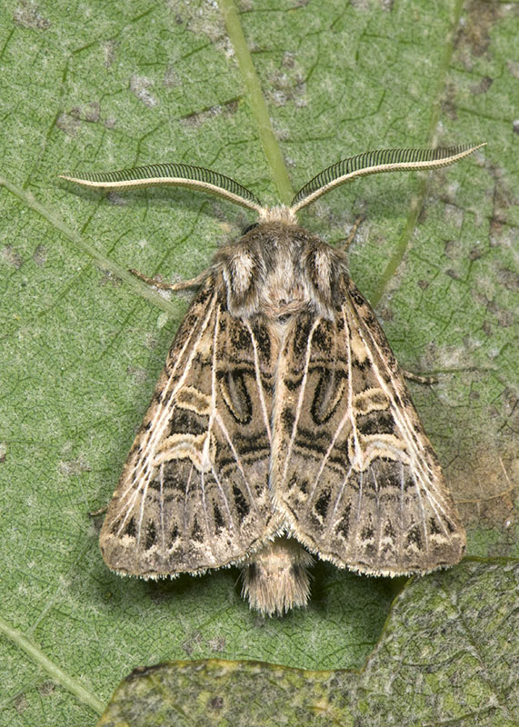 Noctuidae settembrini